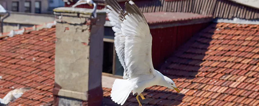 Residential Chimney Animal Removal Solution in Lynchburg, VA