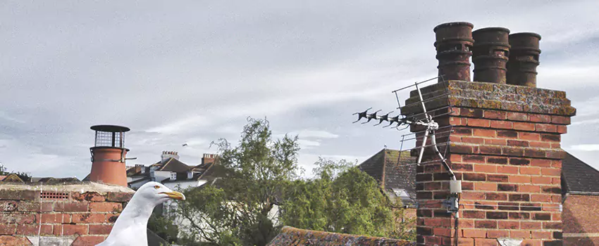 Chimney Cleaning And Restoration in Lynchburg, Virginia